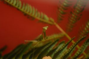sm_DSC_0534